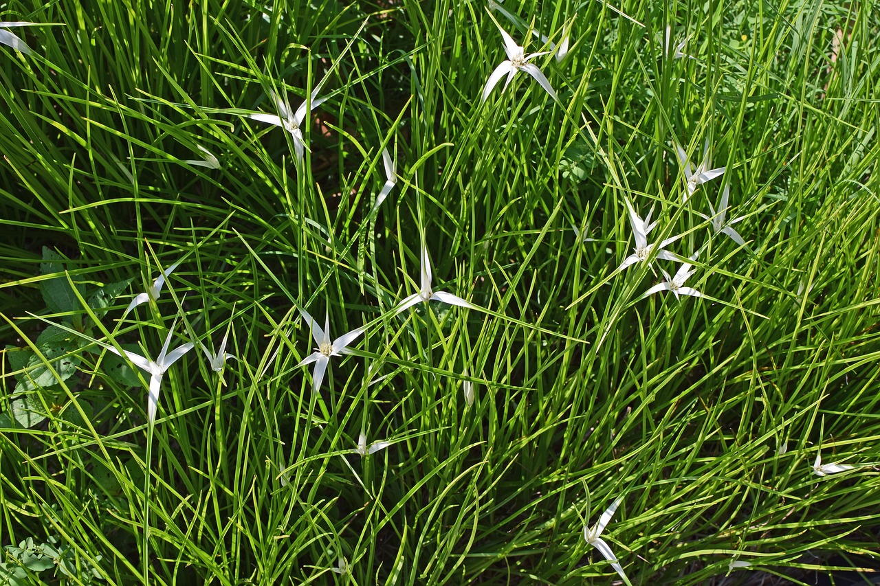 Image - star grass bog plant marsh bog