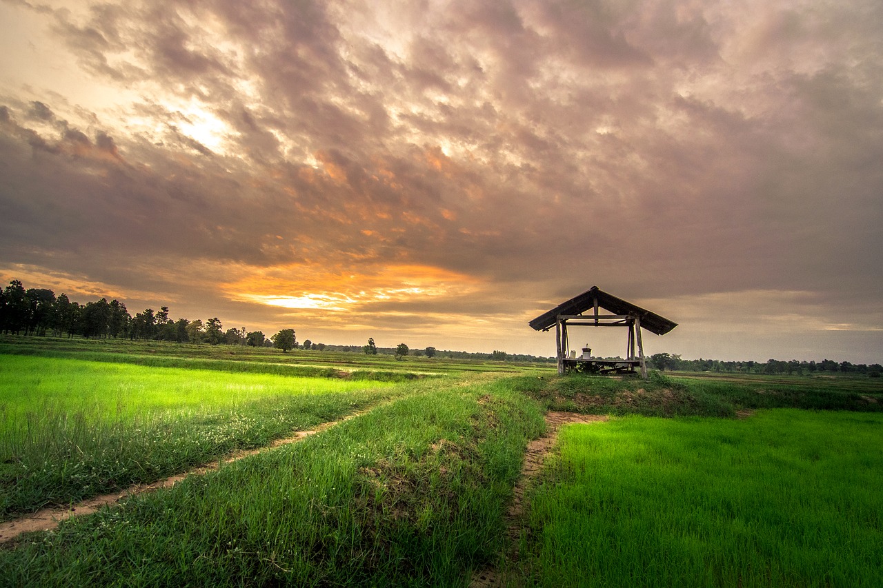 Image - home outside thailand cornfield