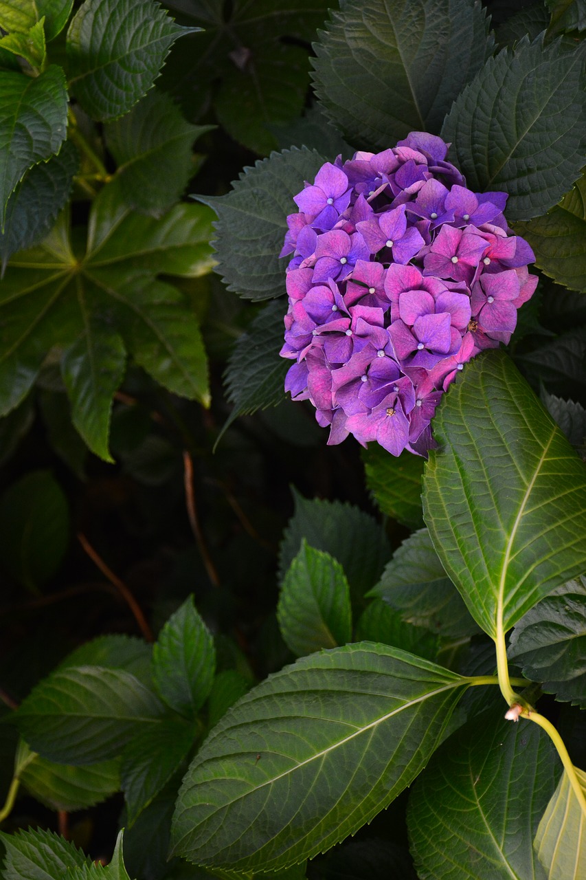 Image - flower hydrangea the scenery