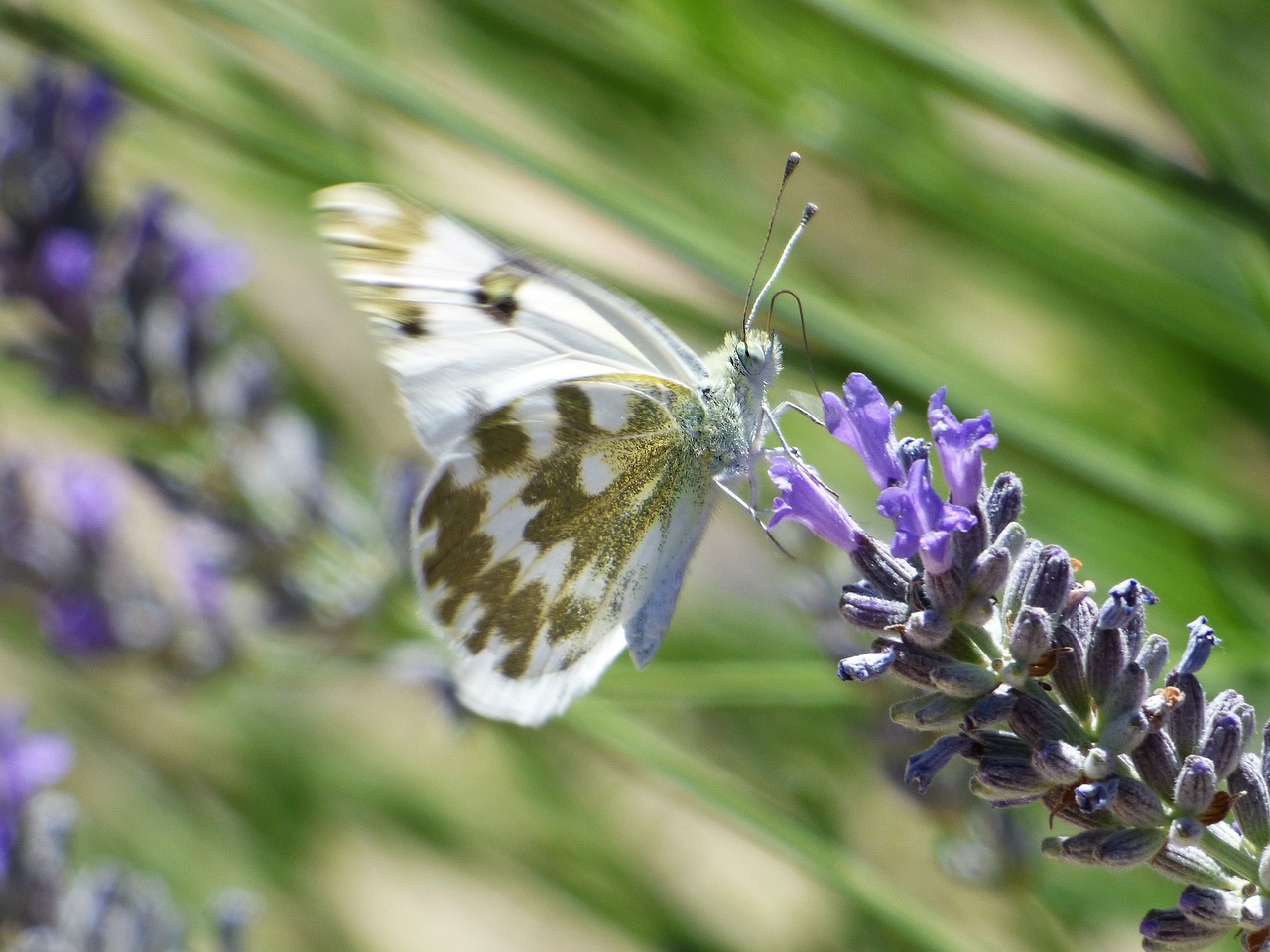 Image - butterfly wild flower lavender