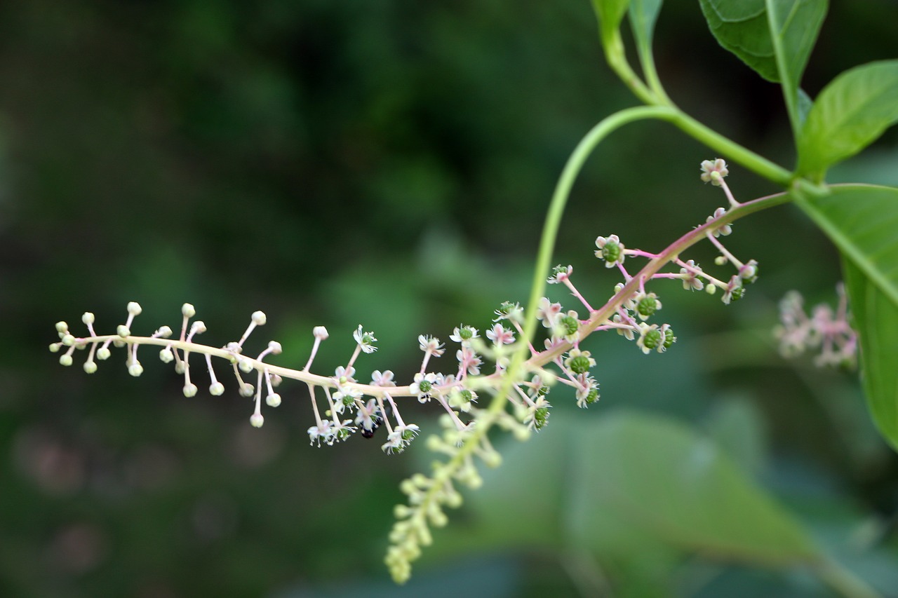 Image - small fresh plant vine flower