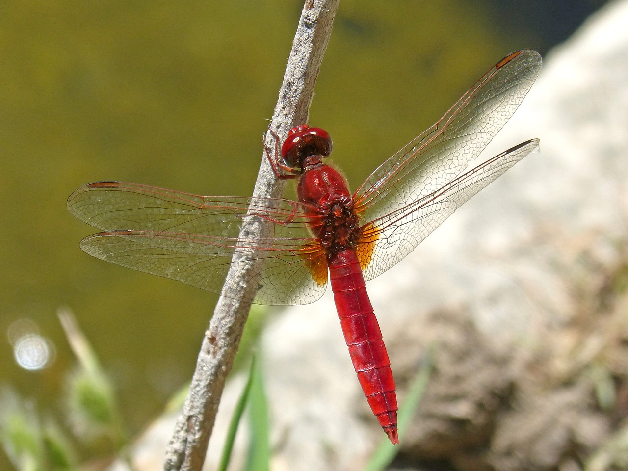 Image - red dragonfly winged insect