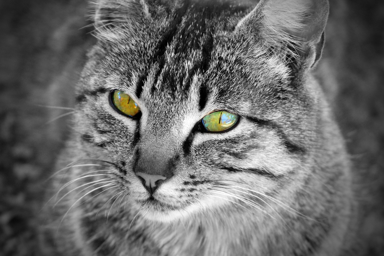 Image - cat eyes whiskers cat home feline