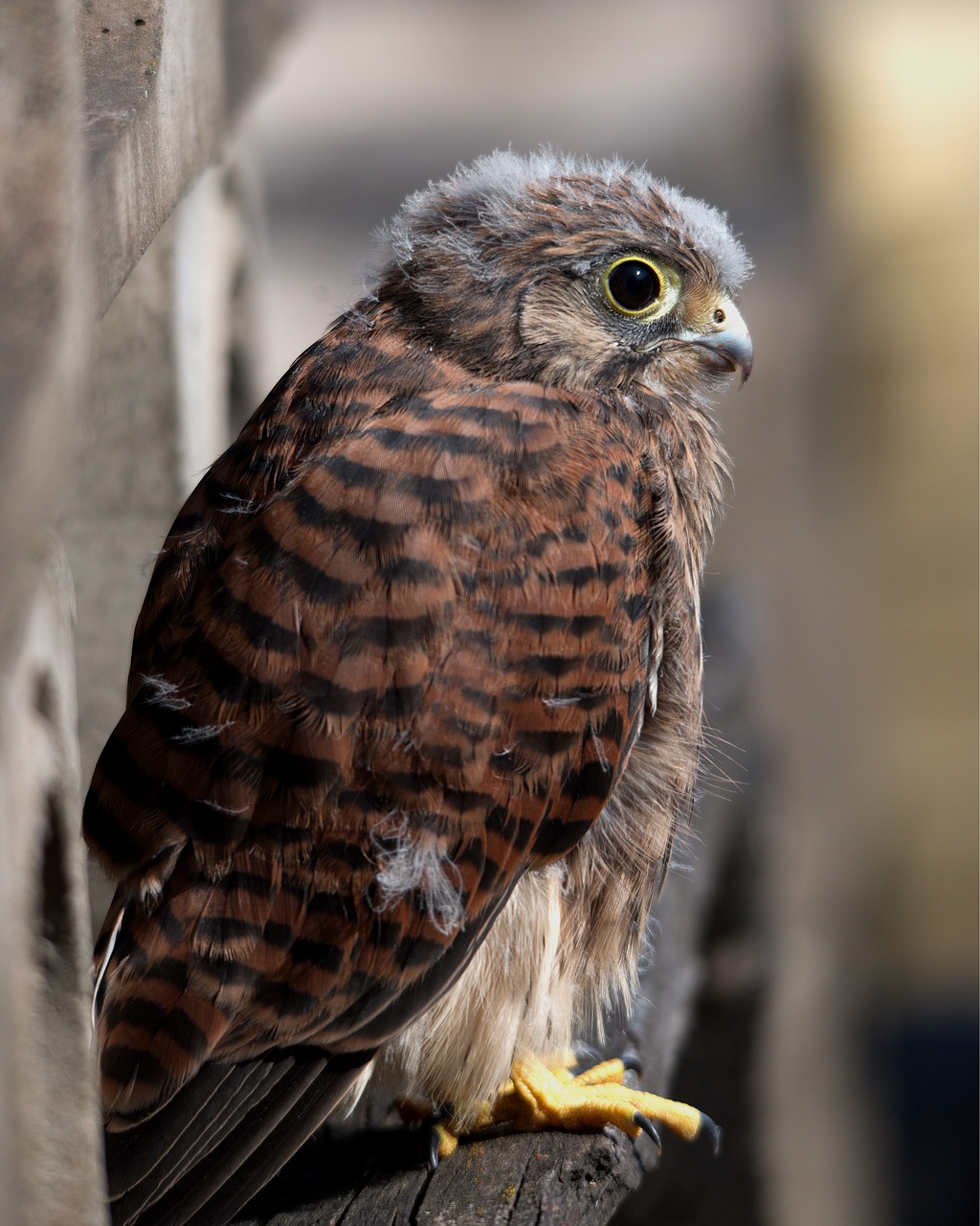 Image - kestrel bird of prey bird wildlife