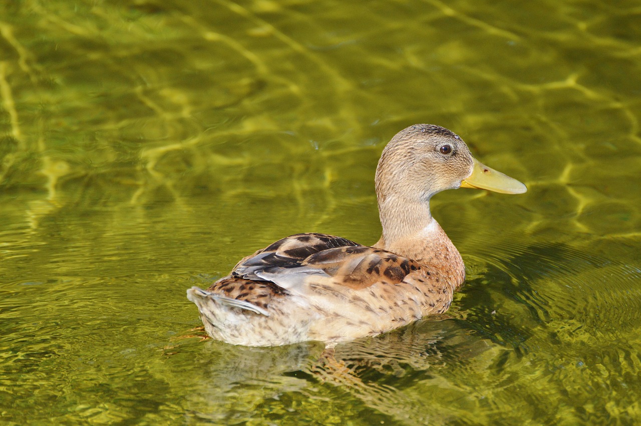 Image - ducks young duck waterfowl bird