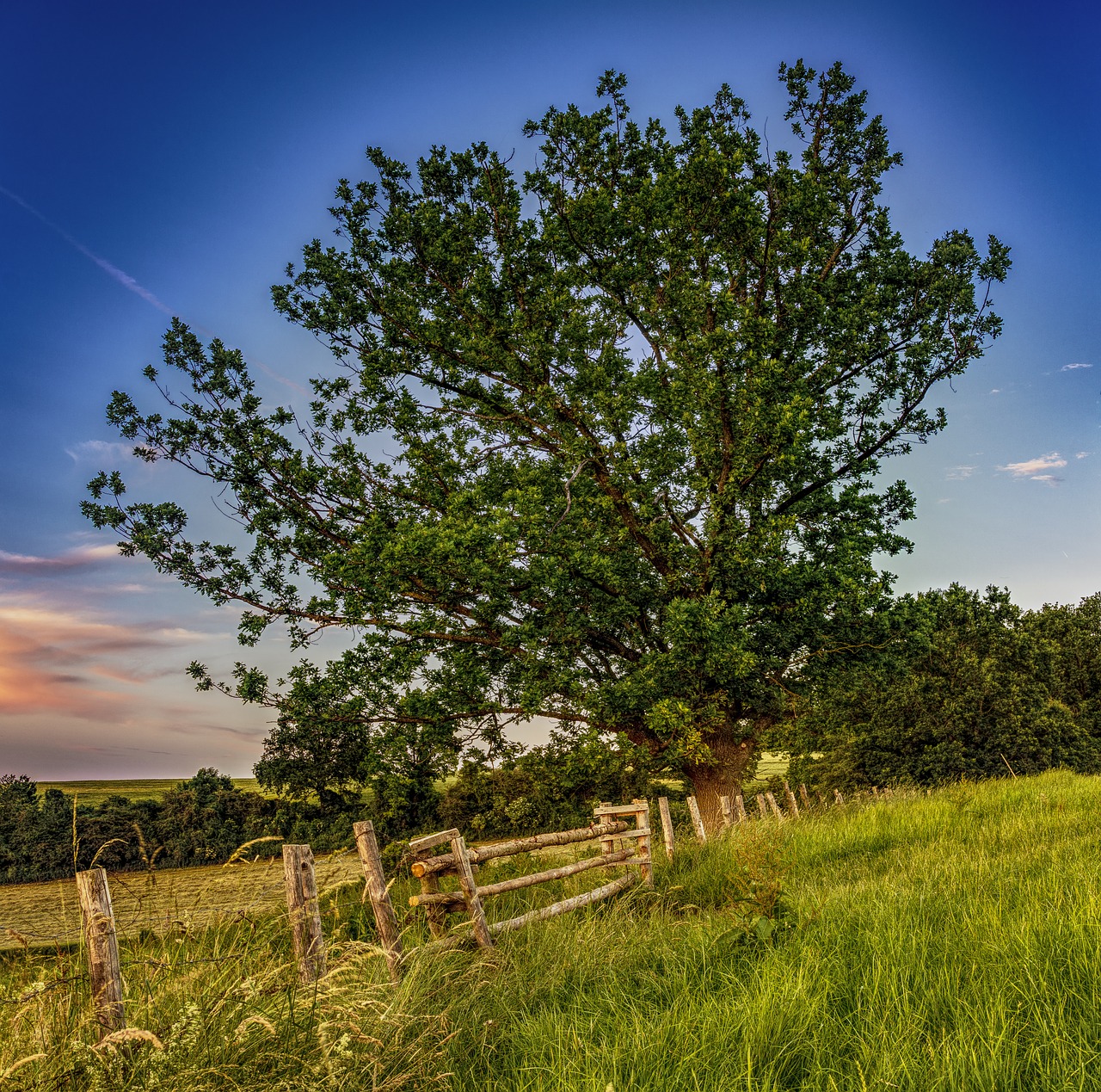 Image - pasture tree meadow nature