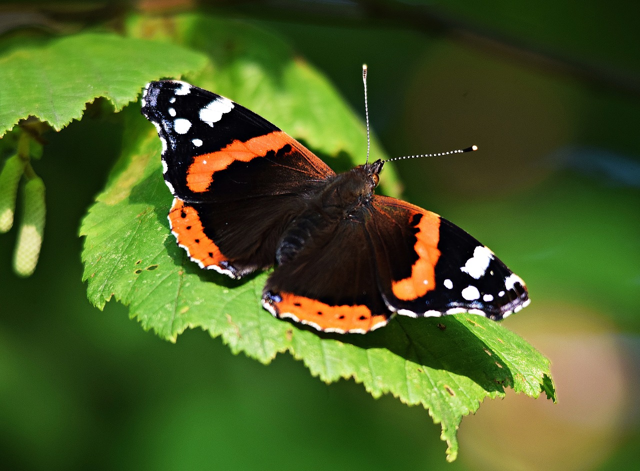 Image - butterfly park nature macro grass