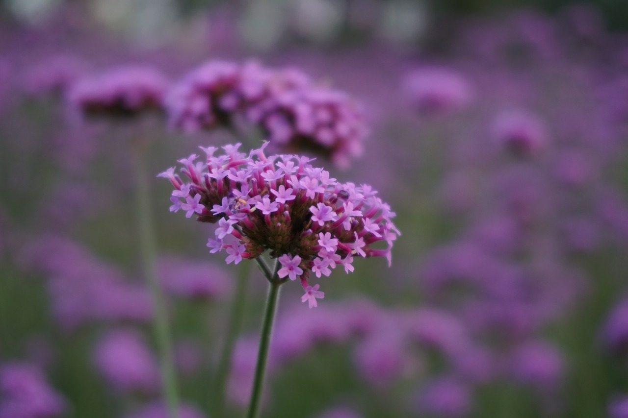 Image - verbena plant the scenery
