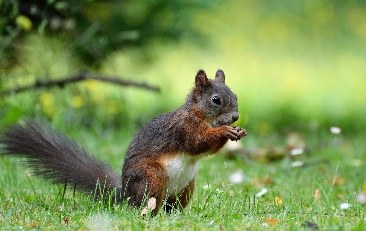 Image - squirrel nager rodent cute nature