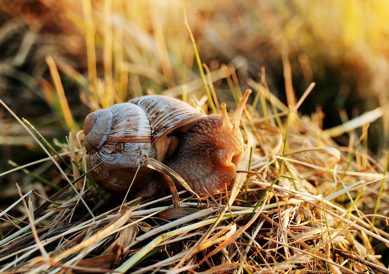 Image - snail shell mollusk nature animal