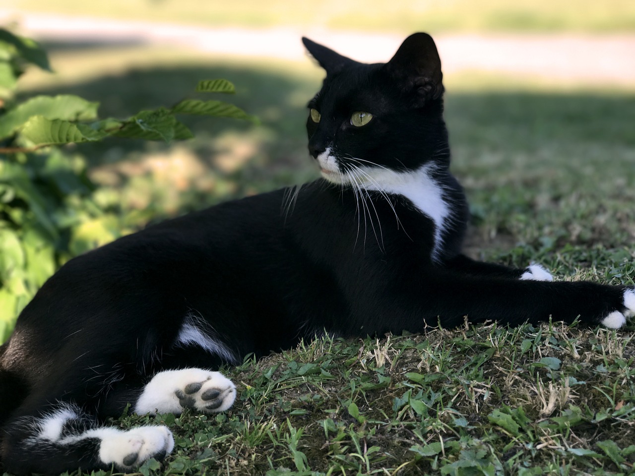 Image - cat black black cat mieze pet