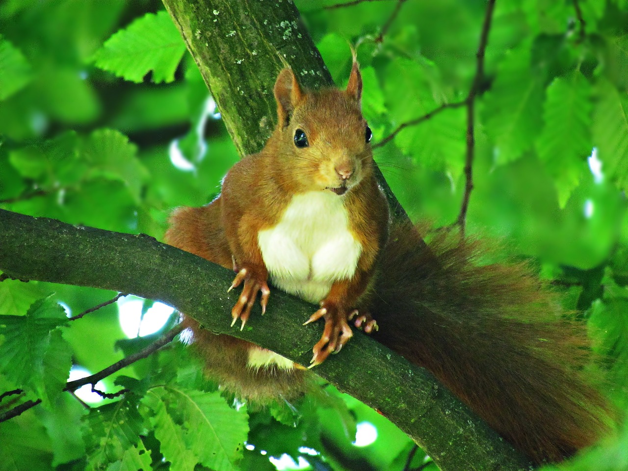 Image - the squirrel rodent walnut ruda