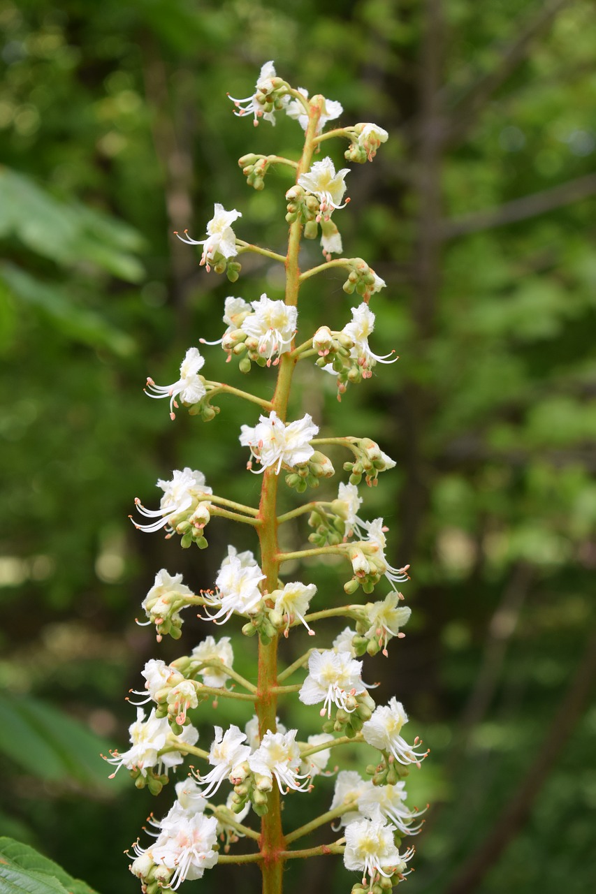 Image - flower petal nature spring