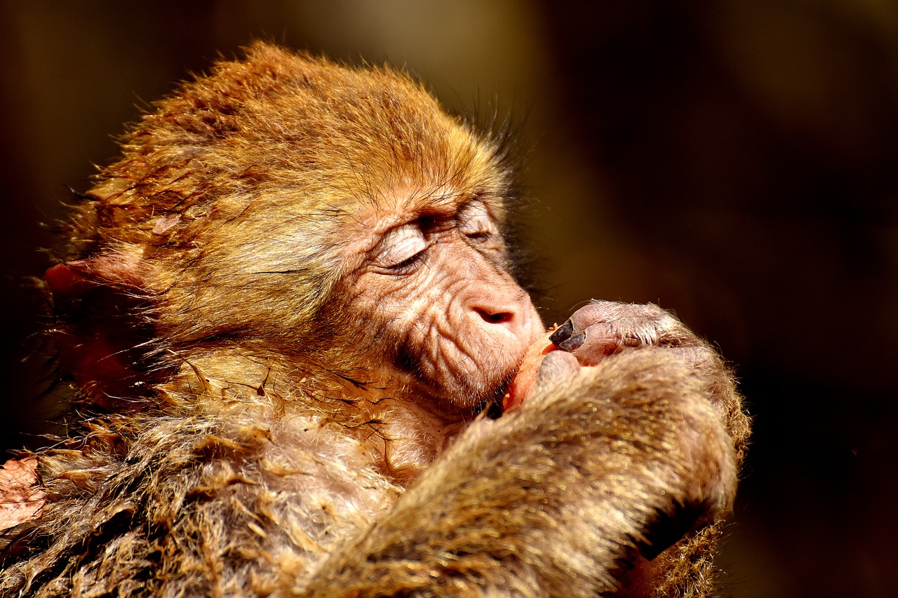 Image - barbary ape eat pleasure food