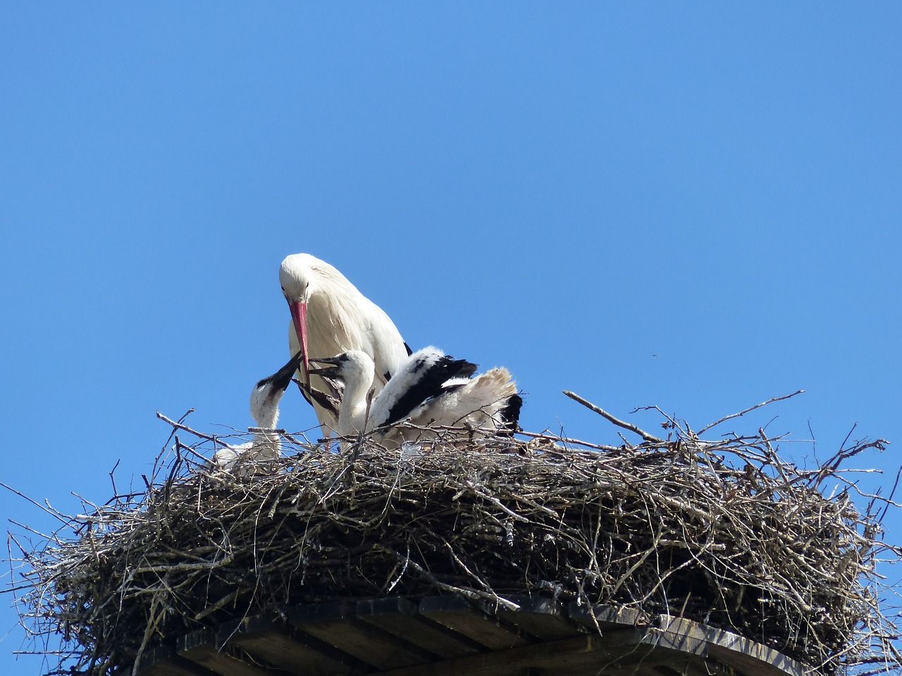 Image - stork nest stork couple bill