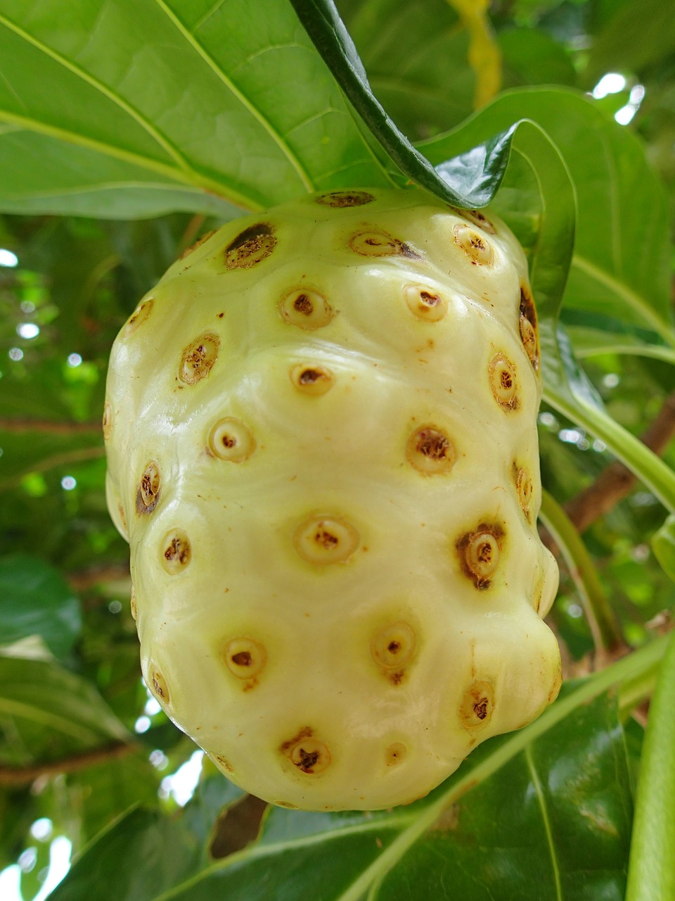 Image - noni fruit roatan