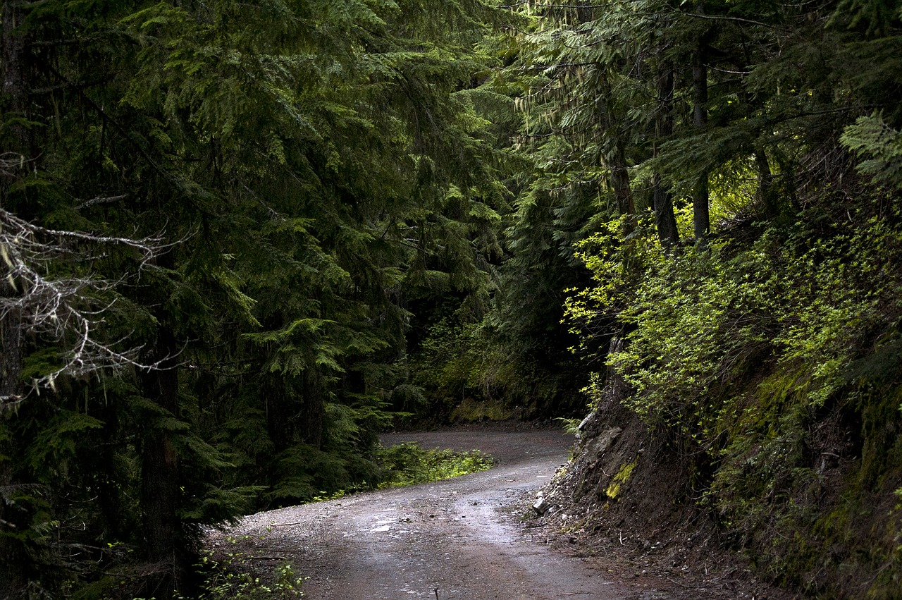 Image - forest trees green sunlight road