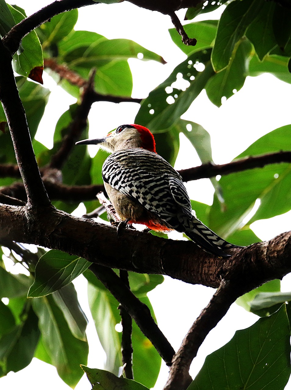 Image - cuba bird woodpecker nature
