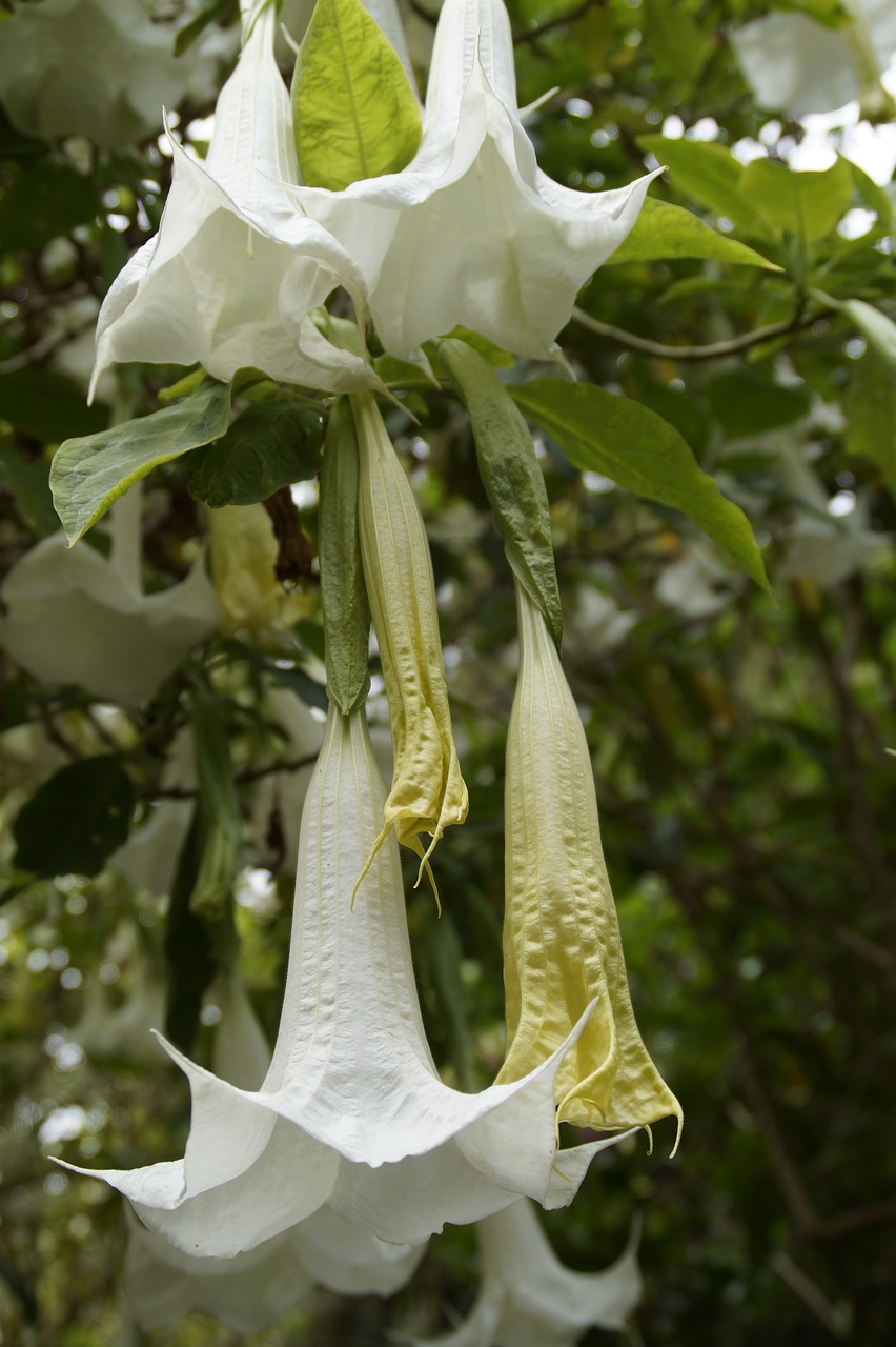 Image - catalpa flowers bloom