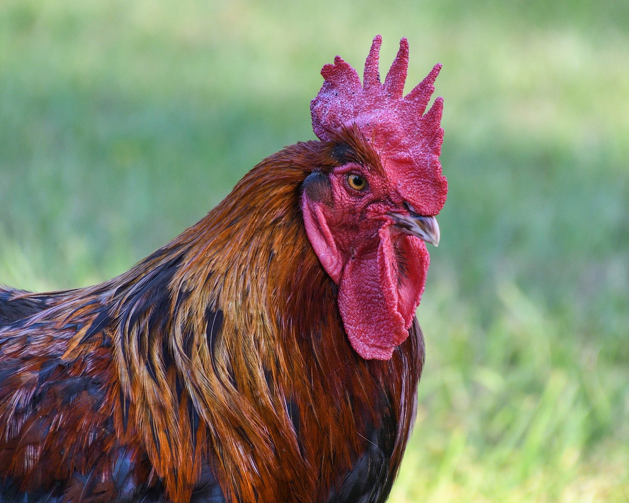 Image - cock head crete