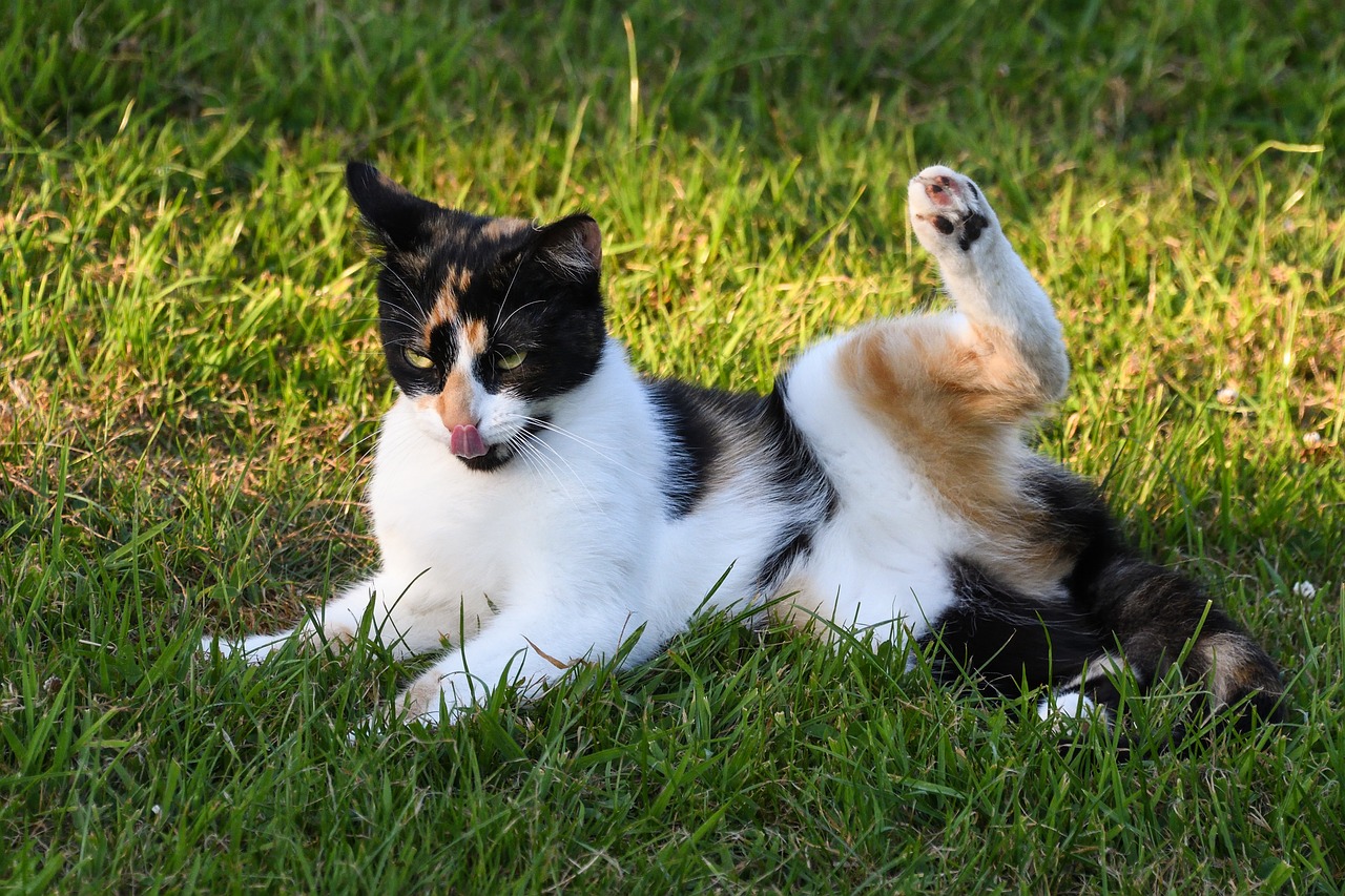 Image - cat tricolor toilet grass