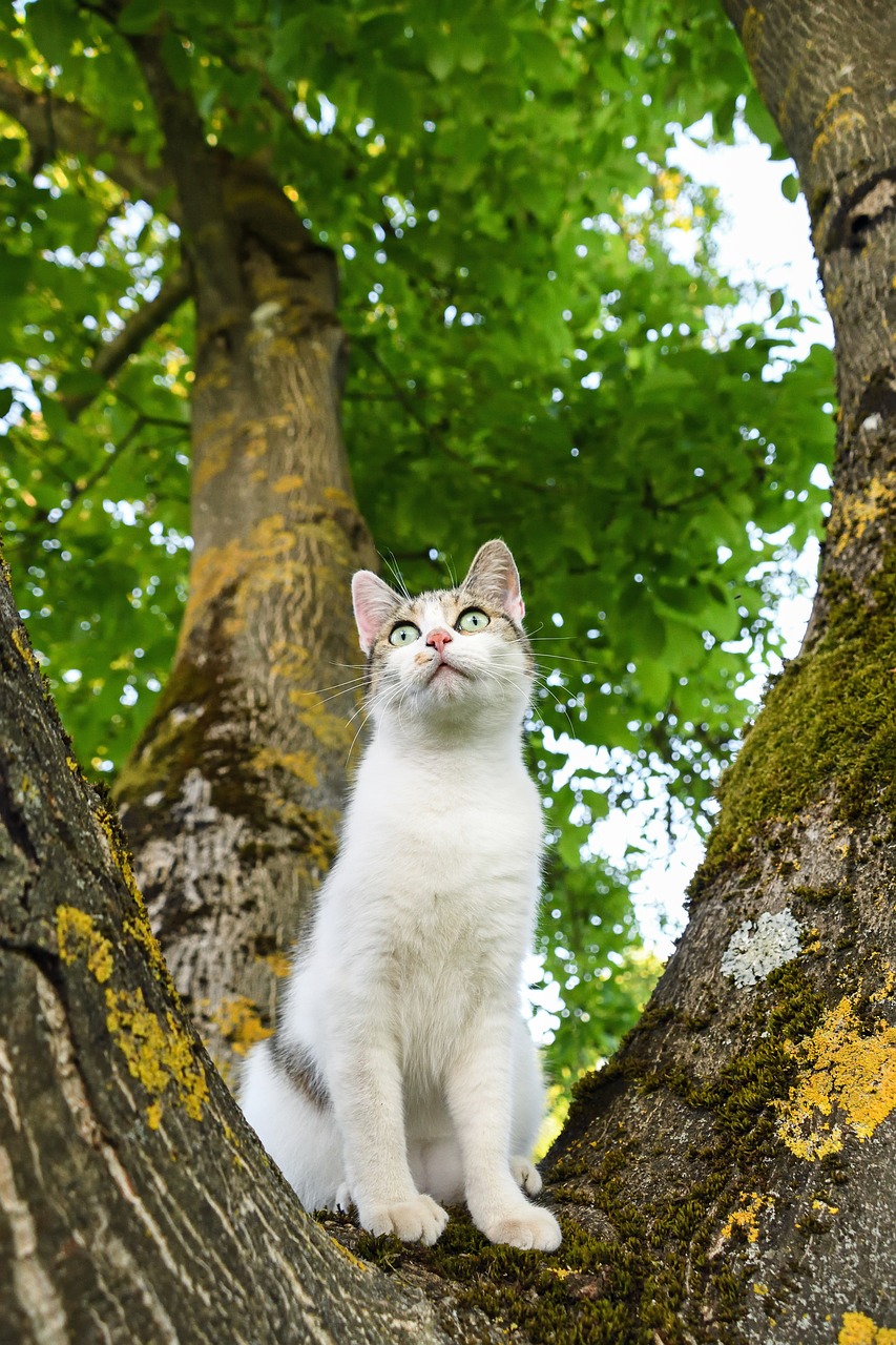 Image - cat tree green light