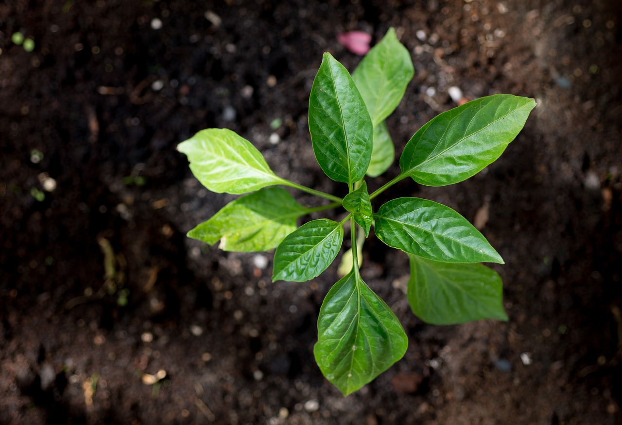 Image - young plant paprika growth green