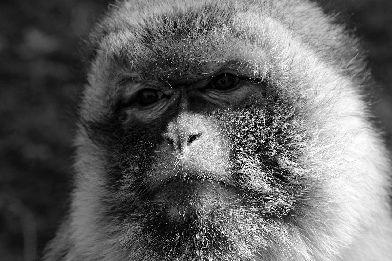 Image - monkey sad zoo animal primate
