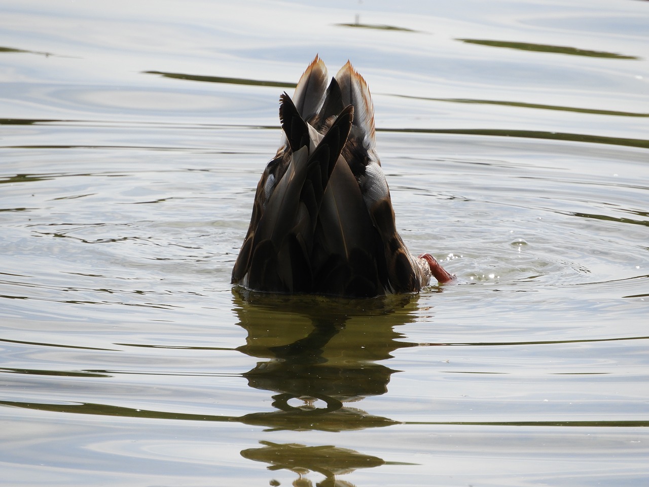 Image - water bird diving water plumage