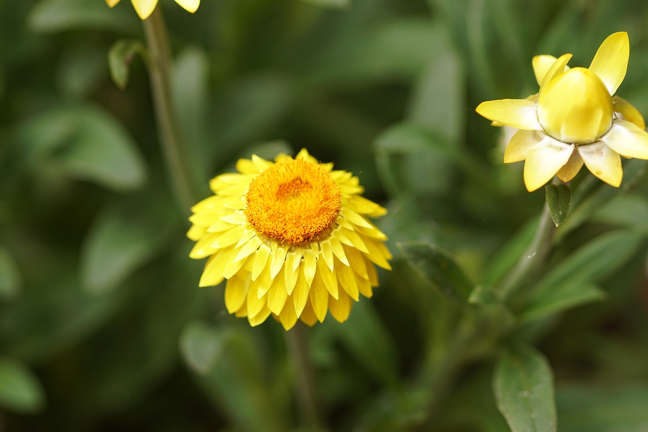 Image - paper flower yellow garden