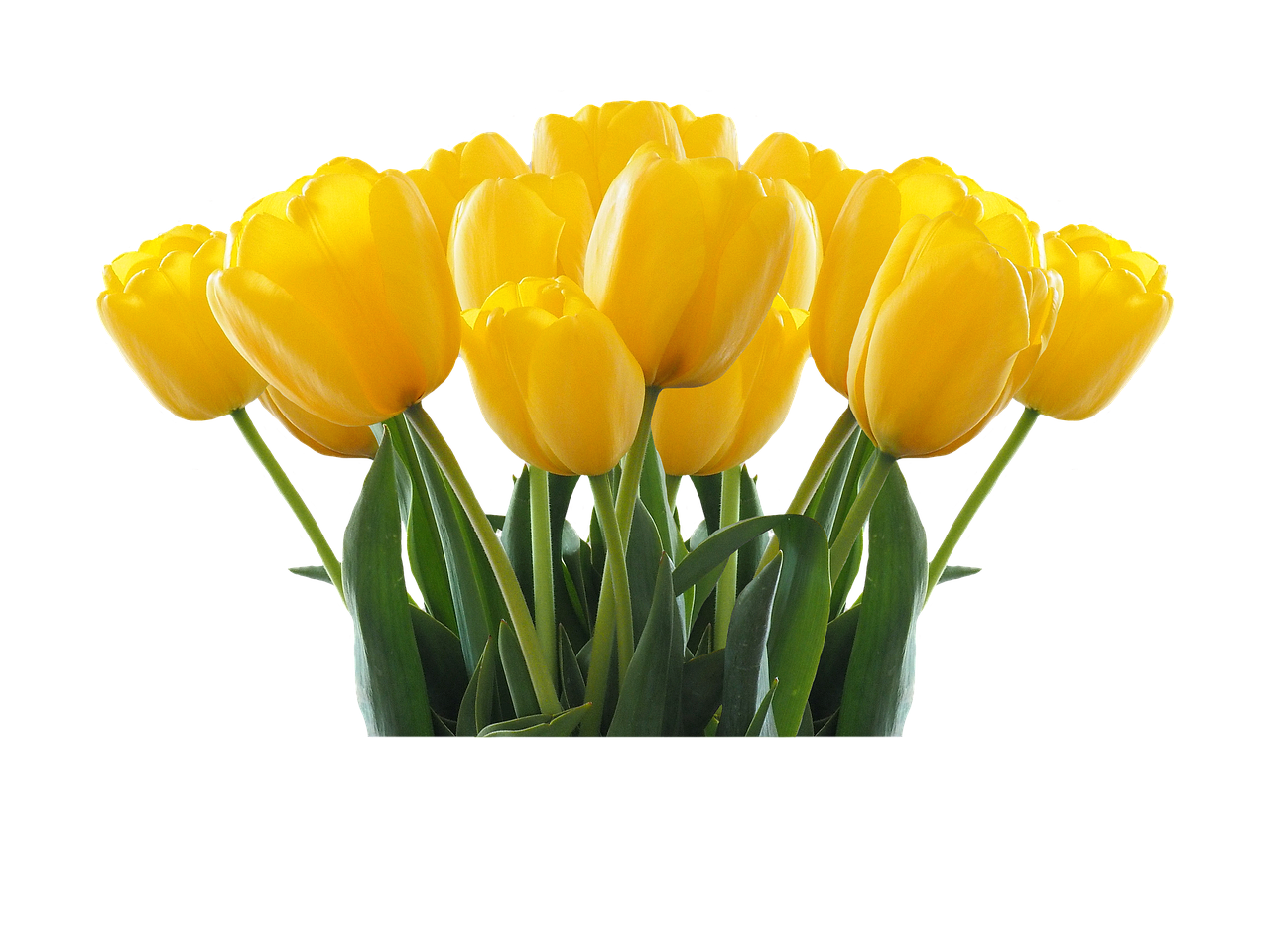 Image - tulips nature garden isolated