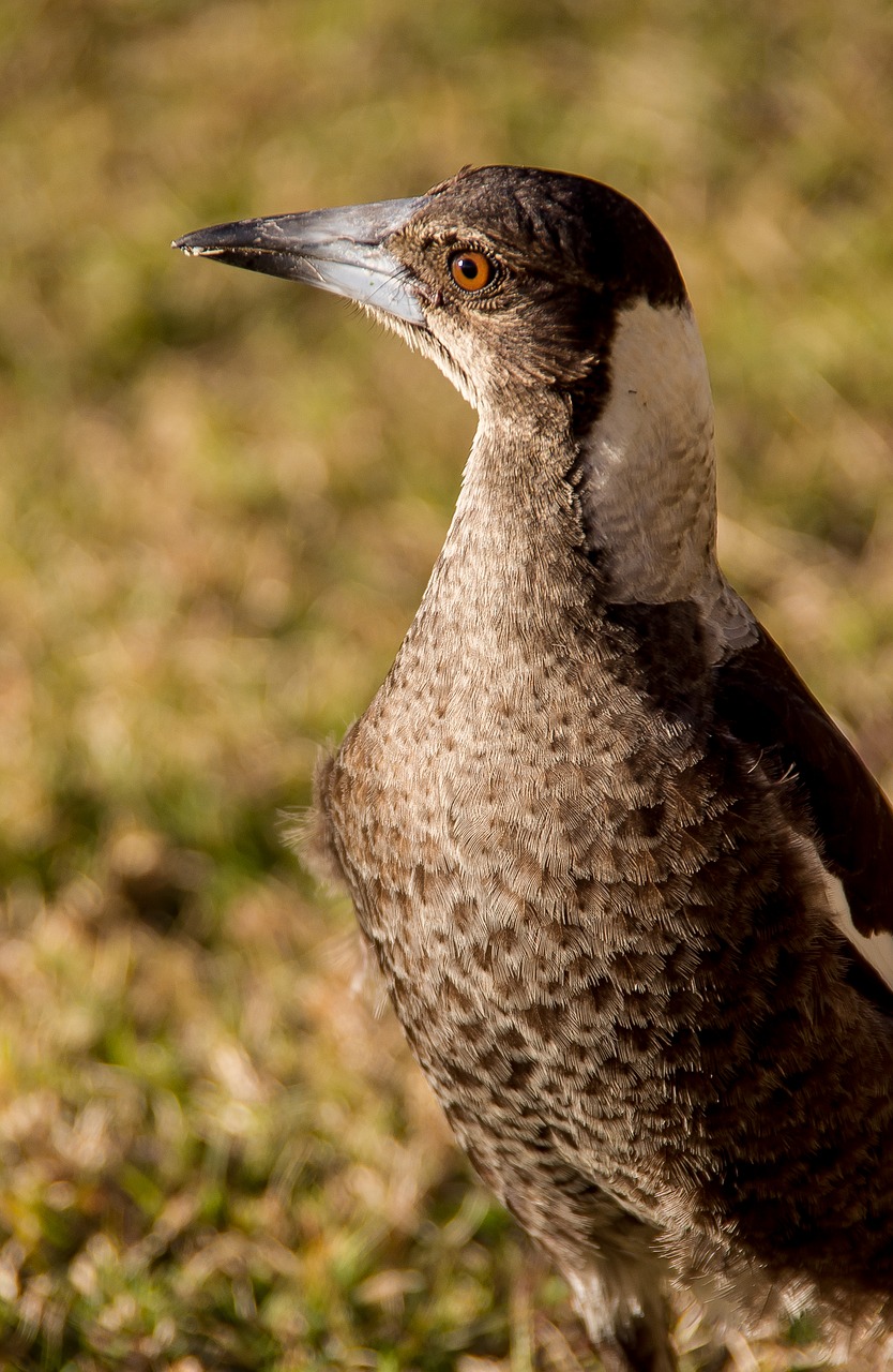 Image - magpie australian magpie