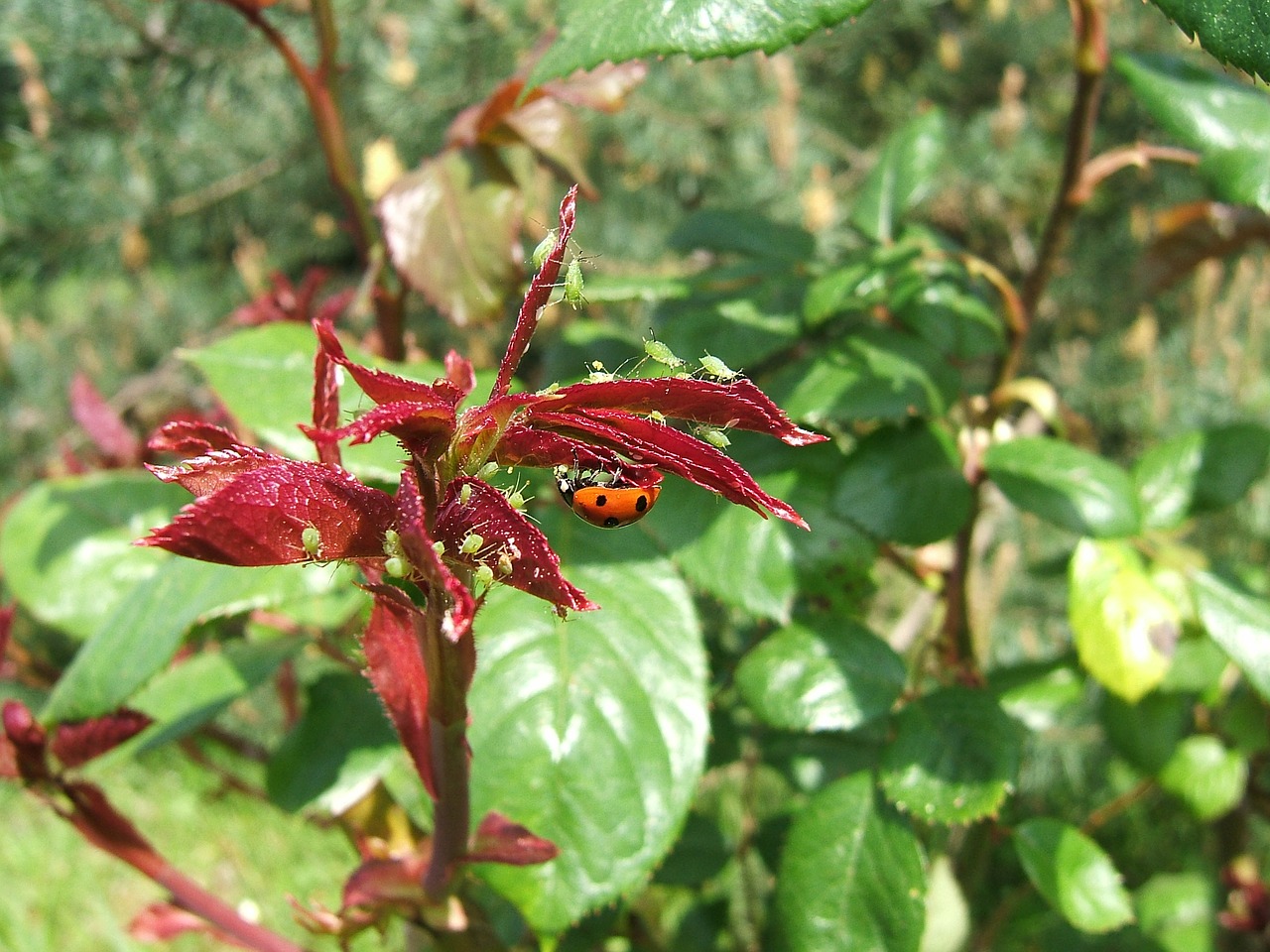 Image - aphid aphids ladybug meals