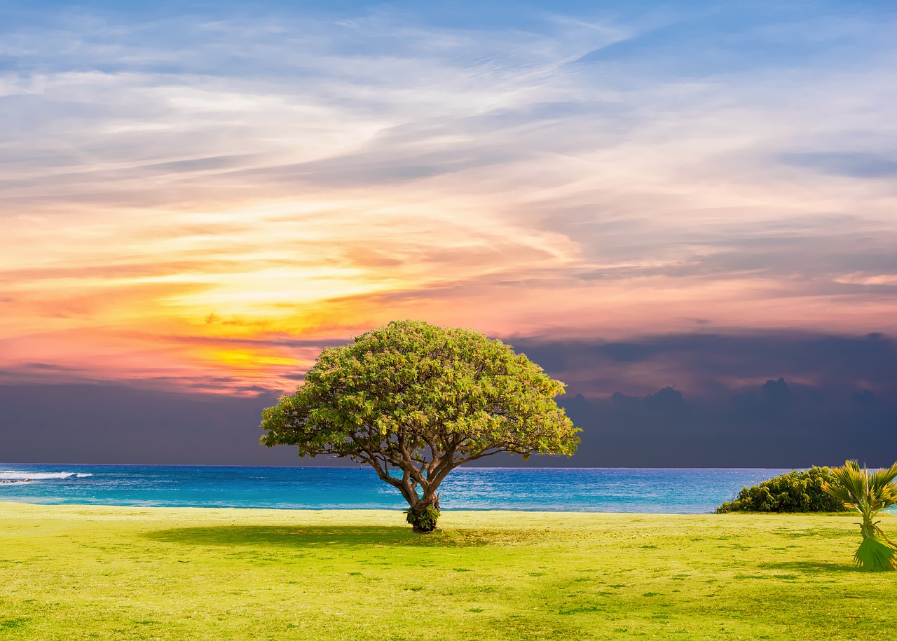 Image - tree sea grass nature ocean