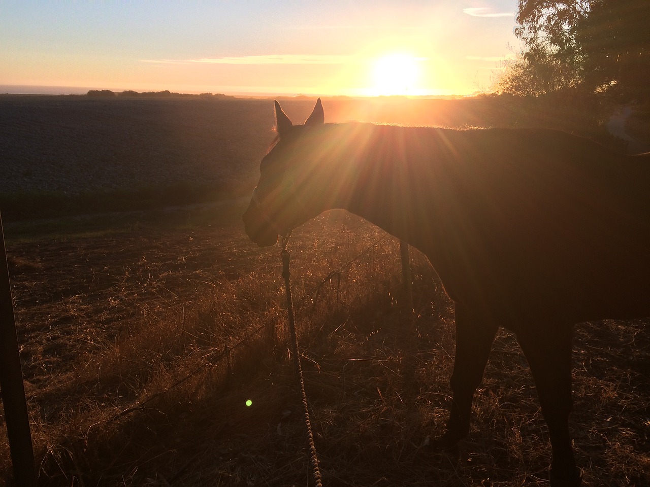 Image - horse sunset field animal