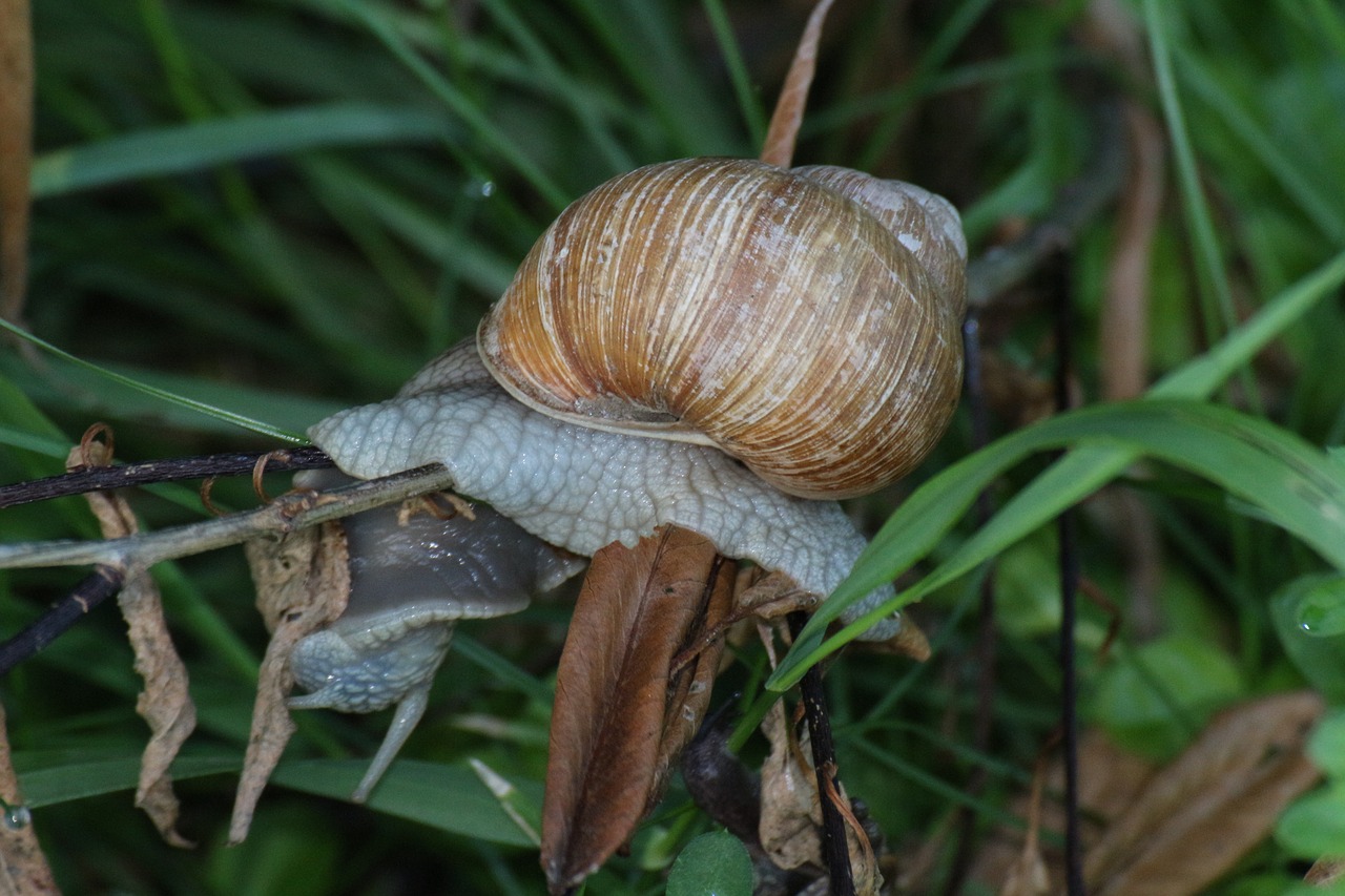 Image - snail grass conch green