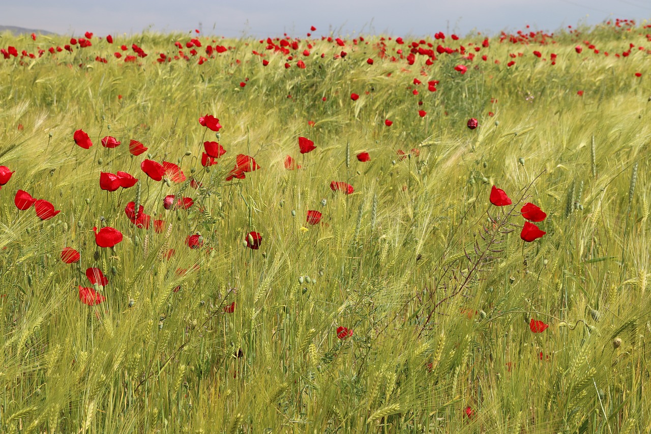 Image - papaver rhoeas flower plant nature