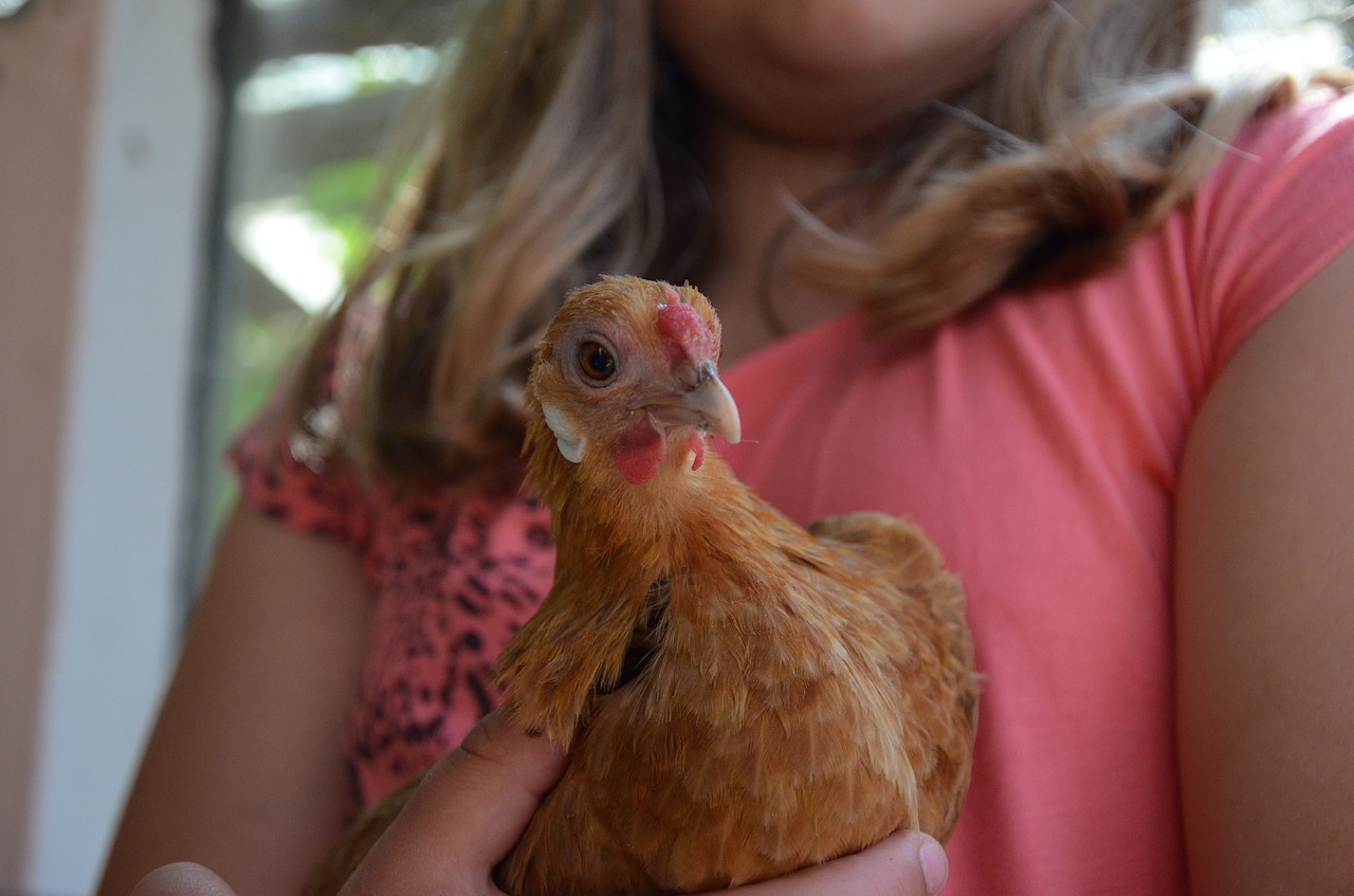 Image - chicken brown poultry trustful hen