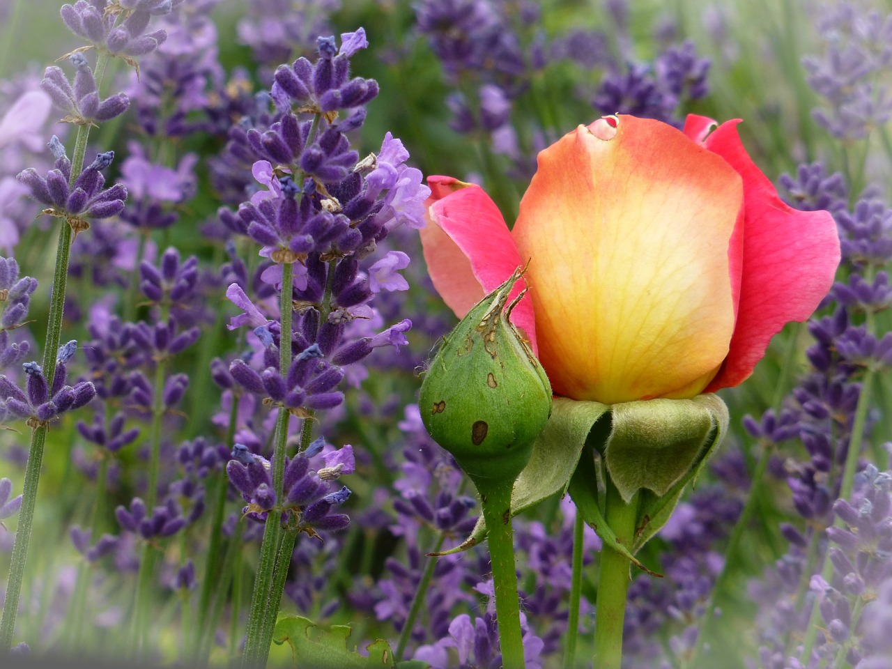 Image - rosebud red yellow lavender garden
