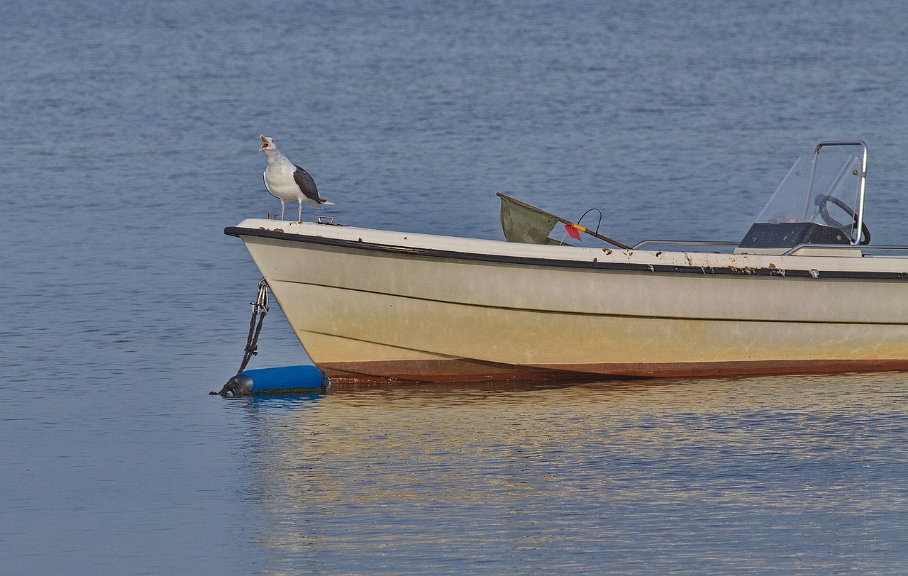 Image - seagull horn seagull