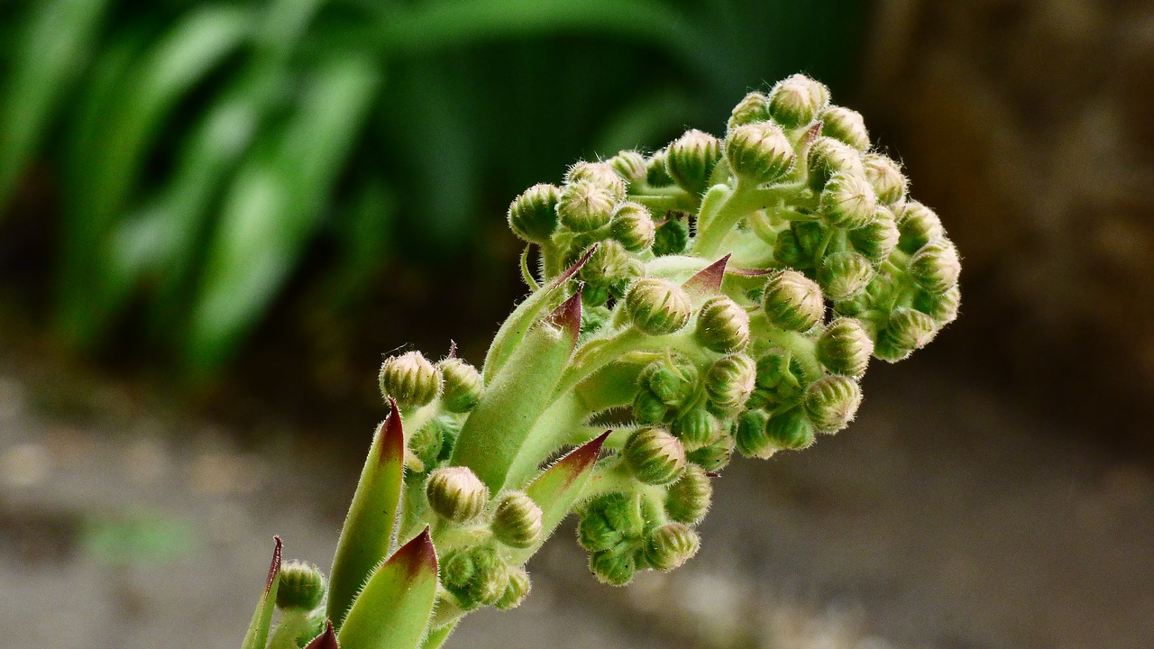Image - flowers buds cactus skalka