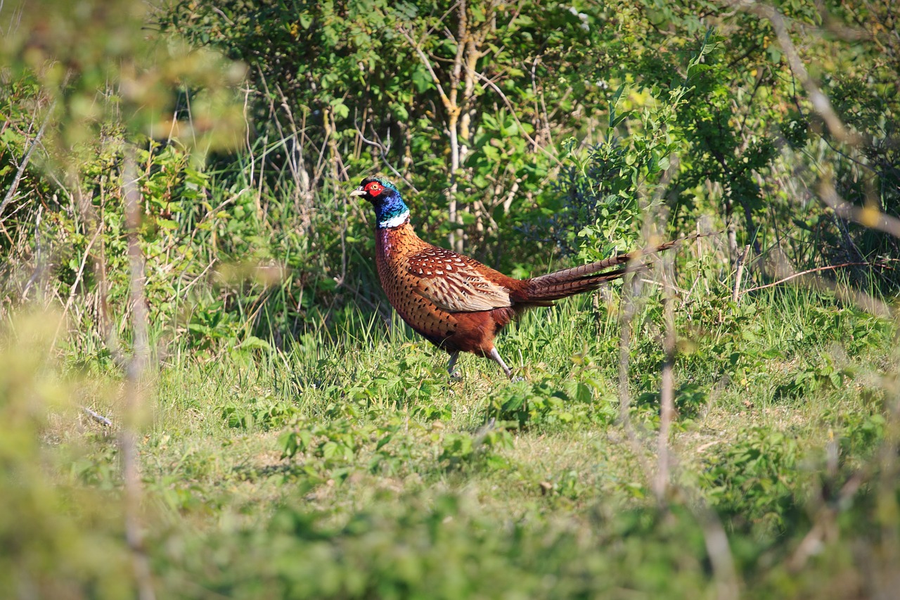 Image - pheasant schiermonnikoog wildlife