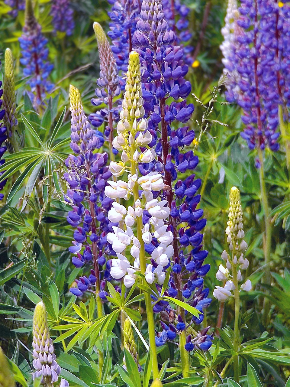 Image - lupins wildflowers purple spring