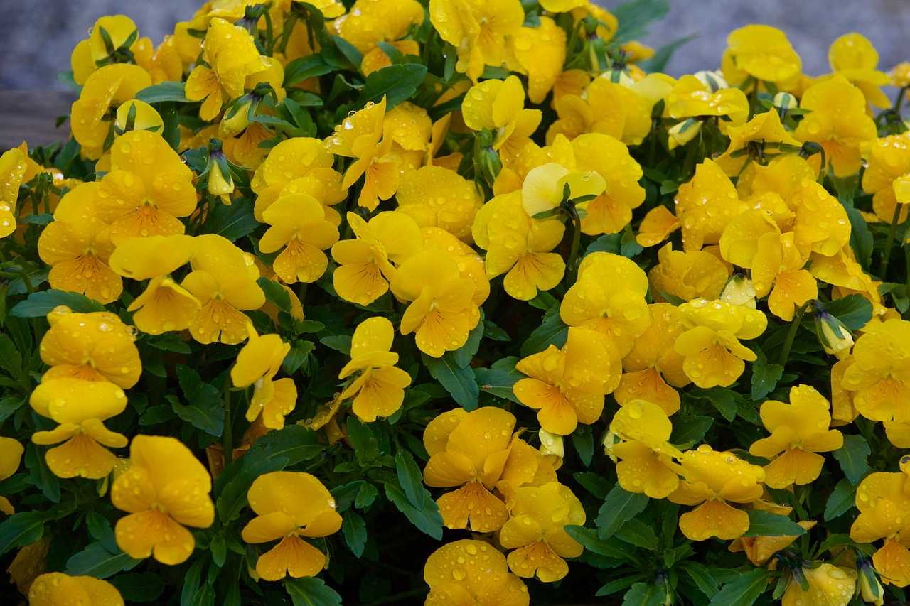 Image - thinking flowers nature plant