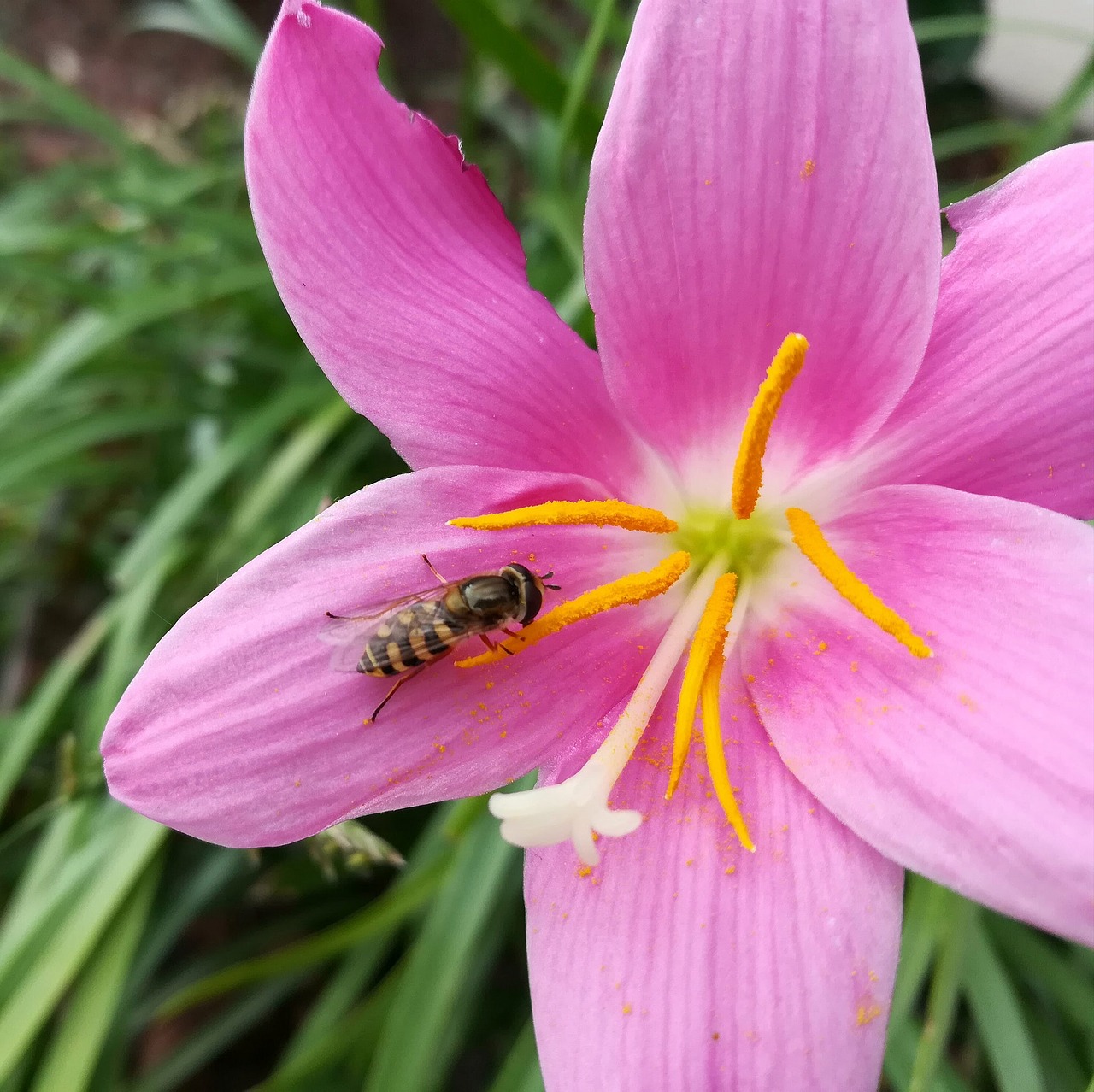 Image - flowers color bee wasp insect