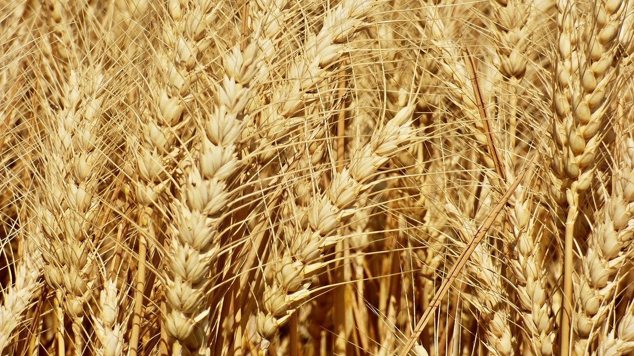 Image - wheat klas the grain field danube