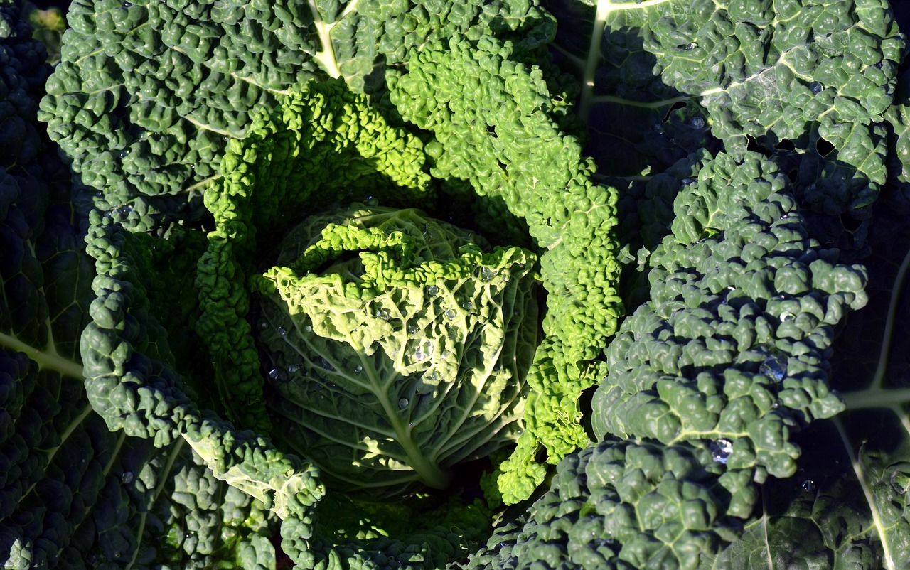 Image - savoy vegetables kitchen cook