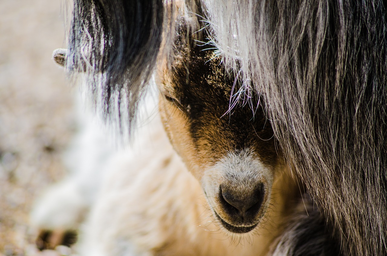 Image - goat baby farm cute nature kid