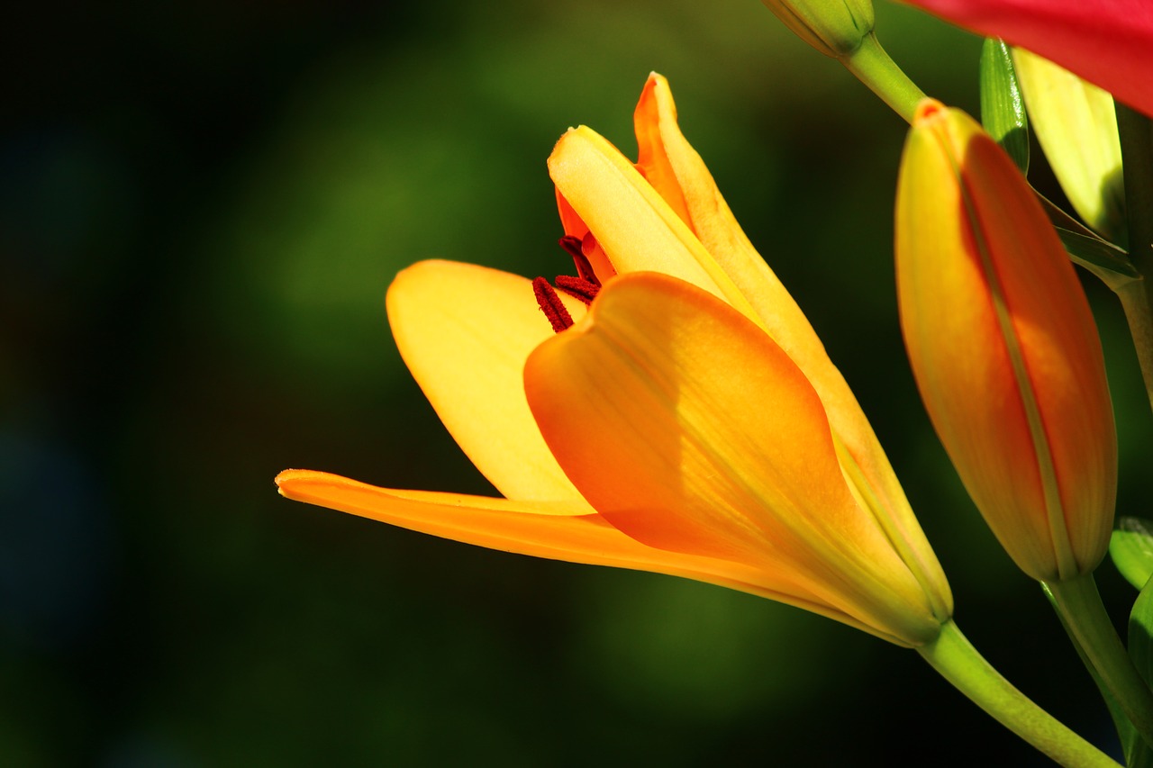 Image - yellow lilies konya lily