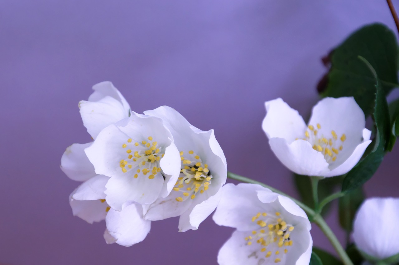 Image - jasmin flower blossom bloom